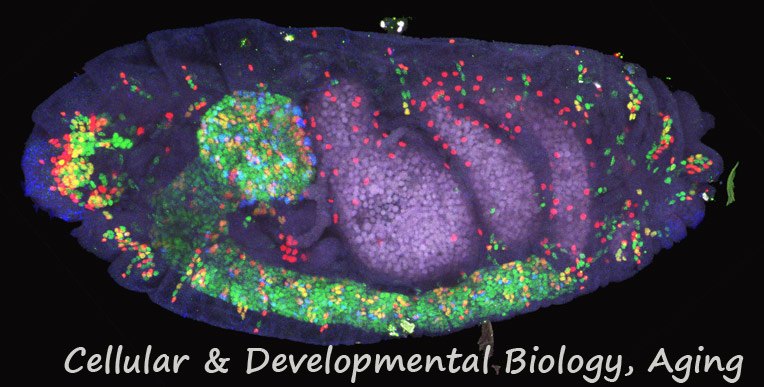 Cellular & Developmental Biology and Biology 