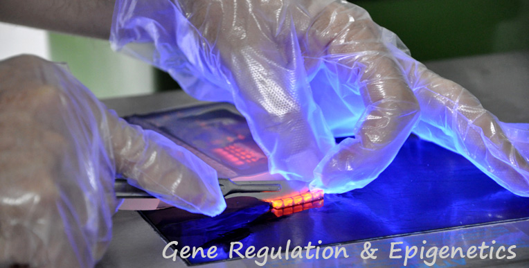 Gene Regulation & Epigenetics