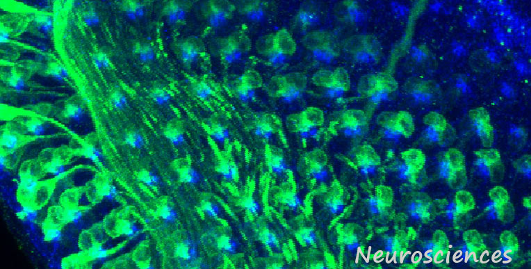 Neurosciences
