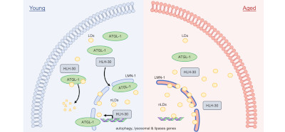 Age-dependent nuclear lipid droplet accumulation is a cellular hallmark of ageing.