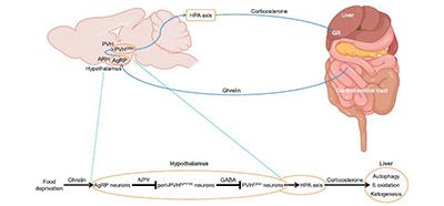 Remote control of autophagy and metabolism in the liver