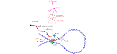Profiling the dynamics of chromatin release of newly transcribed RNA