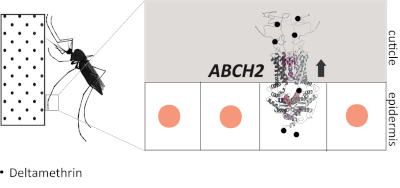A transporter in mosquito legs acts like a pump, exporting insecticide out of the organism