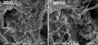 IMBB Researchers developed novel 3D culture systems to study neuronal regeneration.