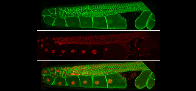 Mitochondrial maturation drives germline stem cell differentiation in Caenorhabditis elegans.
