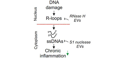 R-loops trigger the release of cytoplasmic ssDNAs leading to chronic inflammation upon DNA damage