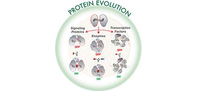 Structural dynamics in the evolution of a bilobed protein scaffold