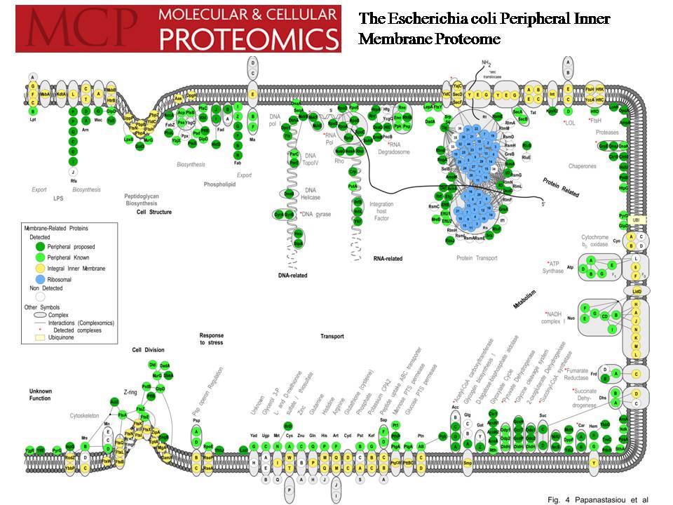 Profi - MCP_Ecoli