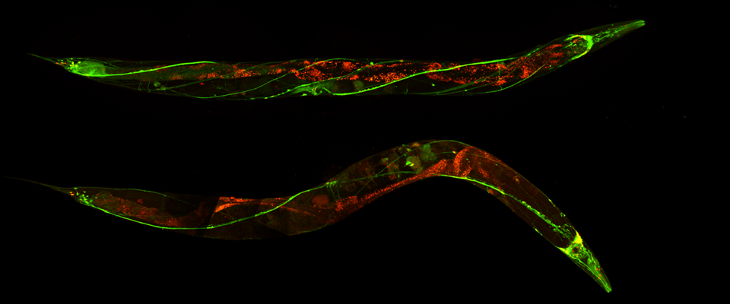 nematode1_s.png